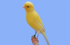 Der Irish Fancy Irish Fancy Gelb nichtintensiv