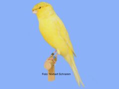 Der Lancashire Lancashire Coppy