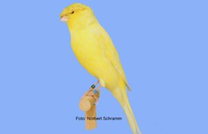 Der Lancashire Lancashire Coppy