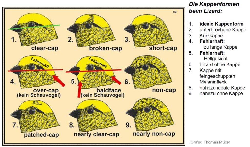 Lizard Kappenformen
