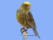 Der Lizard Lizard silver clear-cap