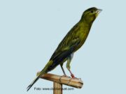 Der Llarguet Español Llarguet Melanin