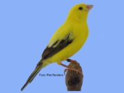 Der London Fancy London Fancy classic