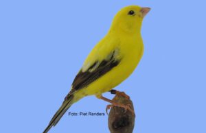 Der London Fancy London Fancy classic