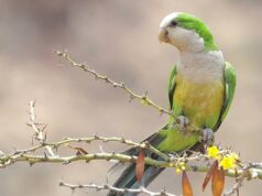 Luchssittich Luchssittich (Myiopsitta luchsi)