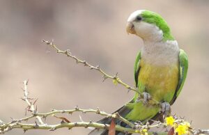 Luchssittich Luchssittich (Myiopsitta luchsi)