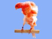 Der Makige (Japan Frisé) Makige Rot