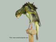 Der Melado Tinerfeño Melado Tinerfeño gescheckt