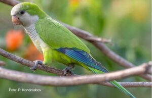 Mönchssittich Mönchssittich (Myiopsitta m. monachus)