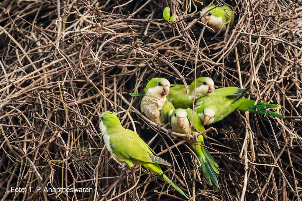Mönchssittiche am Nest