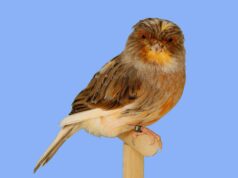 Der Norwich Norwich gescheckt