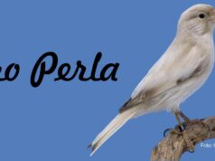 Nero Perla – die neue anerkannte Kanarienfarbe