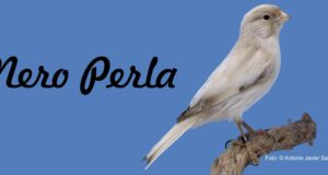 Nero Perla – die neue anerkannte Kanarienfarbe