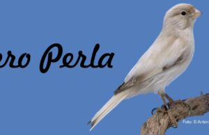 Nero Perla – die neue anerkannte Kanarienfarbe