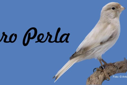 Nero Perla – die neue anerkannte Kanarienfarbe