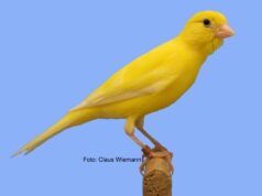 Der Raza Española Raza Española Gelb intensiv