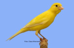 Der Raza Española Raza Española Gelb intensiv