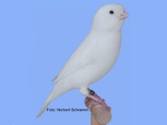 Qualzucht Rezessivweiß? Aufgehellt Rezessivweiß