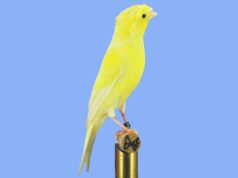 Der Rheinländer Rheinländer mit Haube