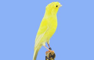 Der Rheinländer Rheinländer mit Haube