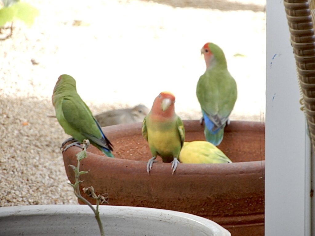 Rosenköpfchen Arizona