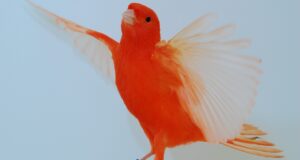 Rote Kanarienvögel Rot intensiv