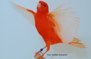 Rote Kanarienvögel Rot intensiv