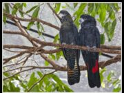 Rotschwanz-Rabenkakadu