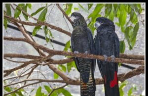 Rotschwanz-Rabenkakadu