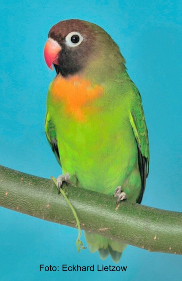 Die Agaporniden Unzertrennliche