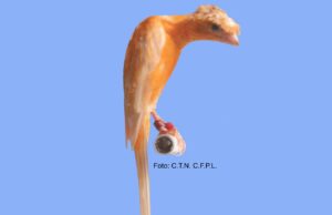 Der Salentino Salentino Haube aufgehellt