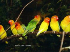 Das Pfirsichköpfchen