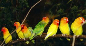 Das Pfirsichköpfchen