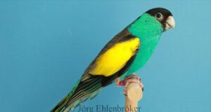 Schwarzgesicht-Sittich