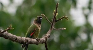 Schwarzkappensittich