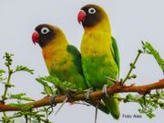 Schwarzköpfchen Schwarzköpfchen (Agapornis personatus)