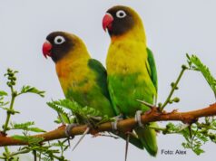 Schwarzköpfchen Schwarzköpfchen (Agapornis personatus)
