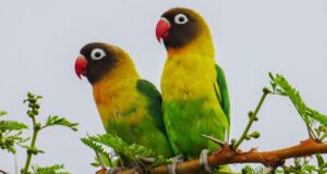 Schwarzköpfchen Schwarzköpfchen (Agapornis personatus)