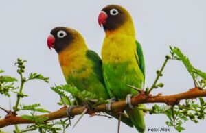 Schwarzköpfchen Schwarzköpfchen (Agapornis personatus)