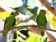 Schwarzschnabel-Sperlingspapagei
