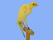 Der Schweizer Frisé