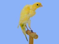 Der Schweizer Frisé