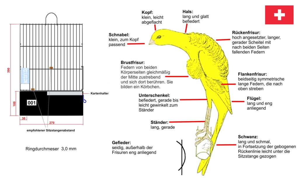 Beschreibung Schweizer Frisé