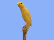 Der Scot Fancy Scot Fancy