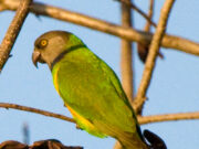 Senegalpapagei