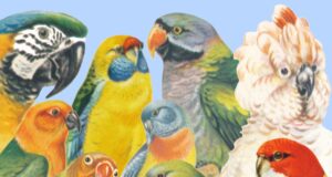 Überblick über die Sitticharten Überblick über die Sittiche und Papageien