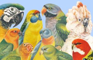 Überblick über die Sitticharten Überblick über die Sittiche und Papageien