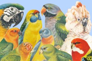Überblick über die Sittiche und Papageien