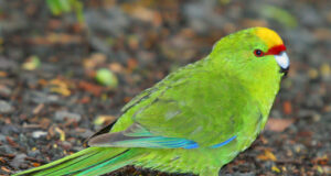 Springsittich
