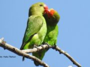 Tarantapapagei Taranta Paar